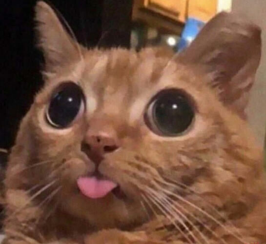 Kitty confused