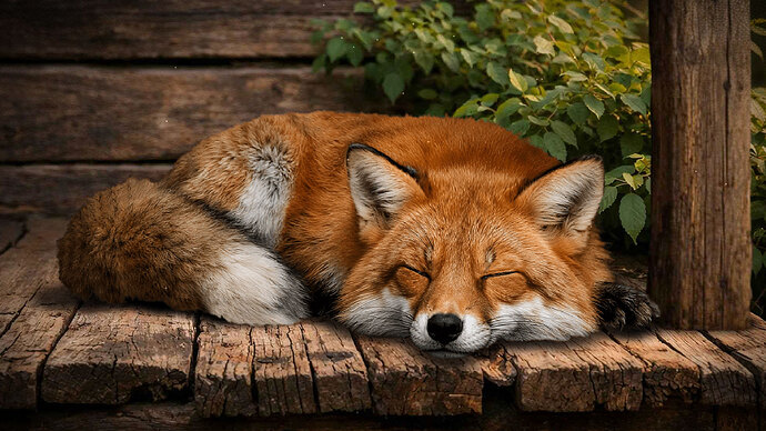 Fuchs
