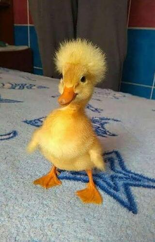 Cute small duck