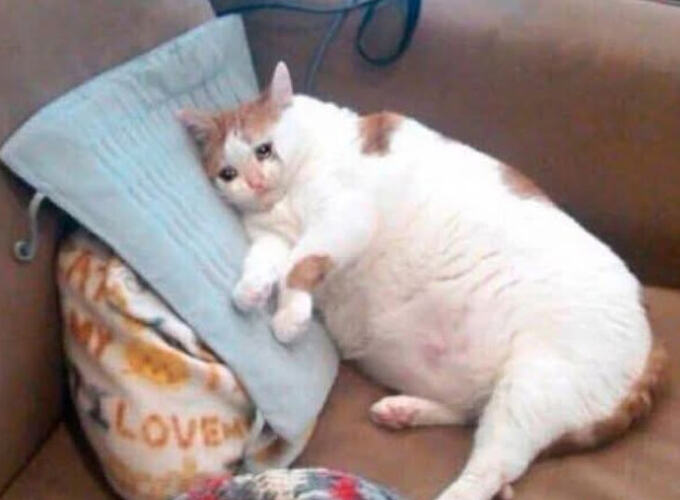 Kitty Sad