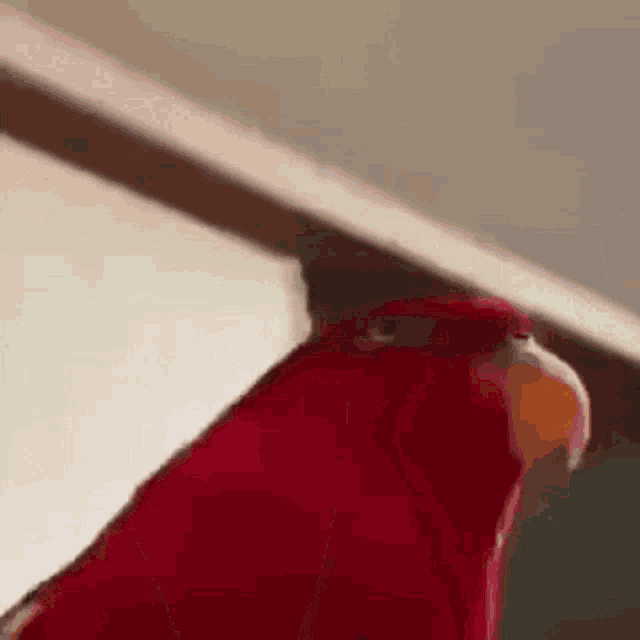 Red Bird1