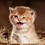 Katzen